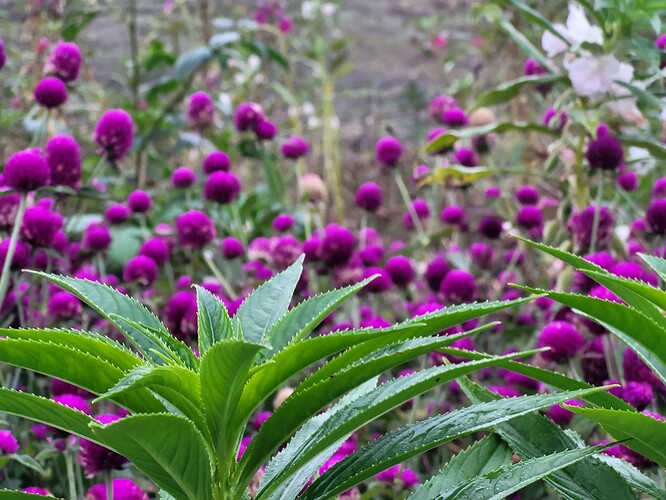 大草