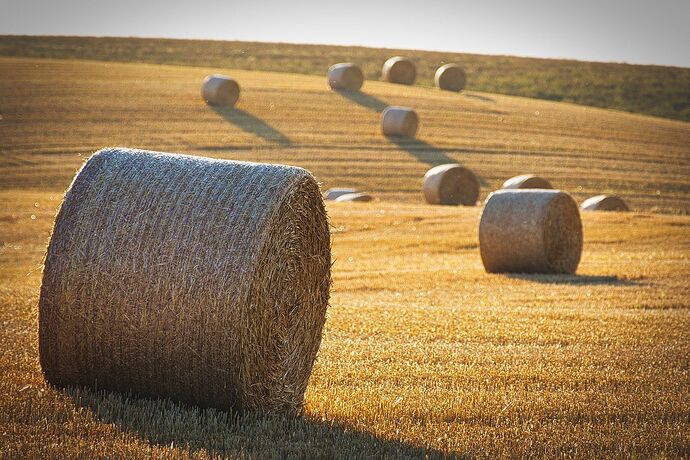 harvest