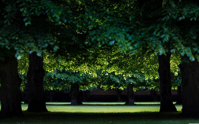 green_trees_nature_photography-wallpaper-7680x4800