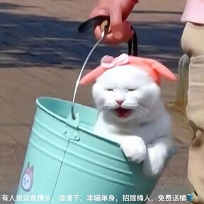 Cat73 Blog